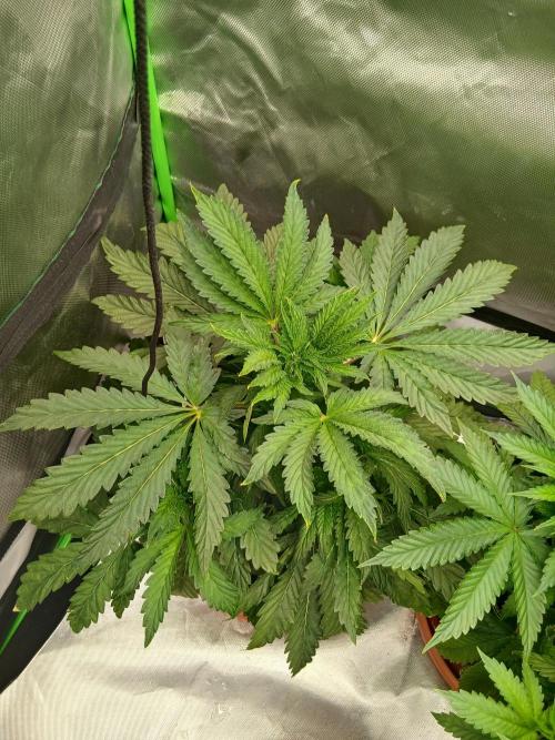 Royal Gorilla/Gushers. Week 6