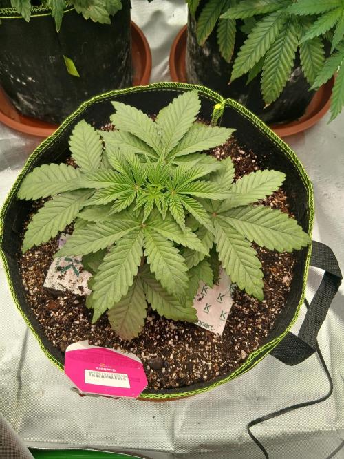 Royal Gorilla/Gushers. Week 6