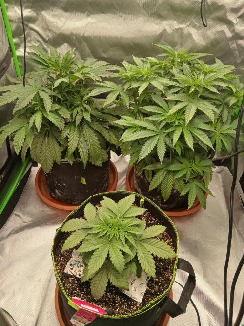 Royal Gorilla/Gushers. Week 6