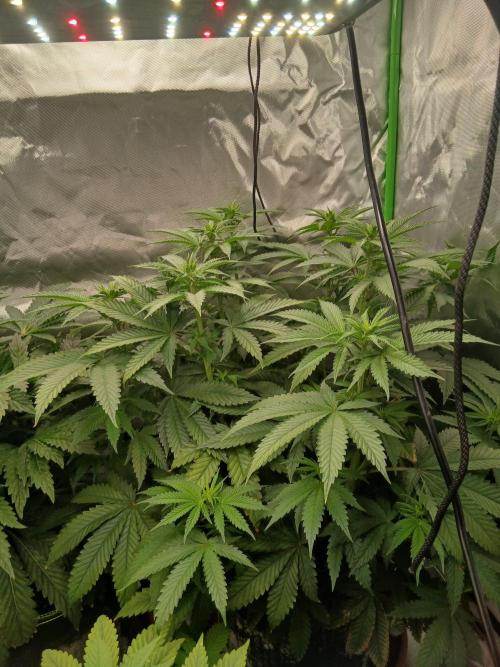 Royal Gorilla/Gushers. Week 7