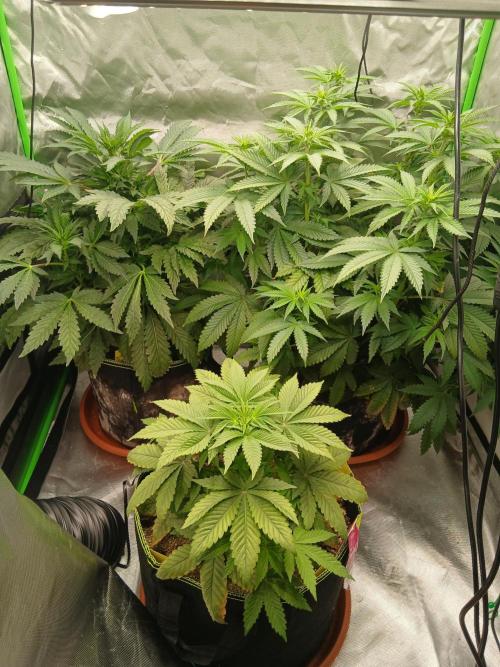 Royal Gorilla/Gushers. Week 7