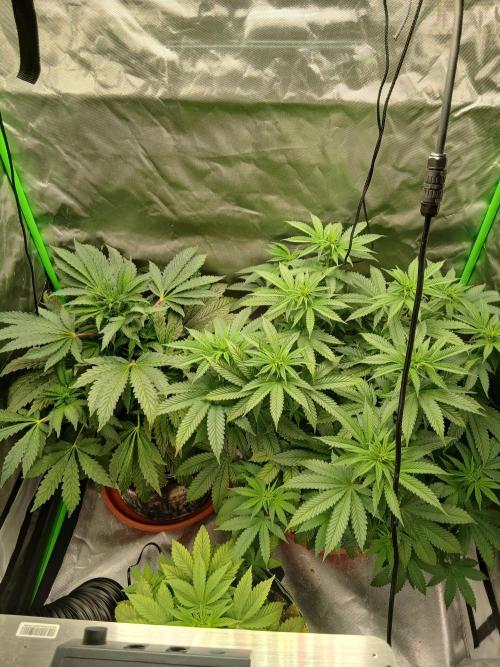 Royal Gorilla/Gushers. Week 7