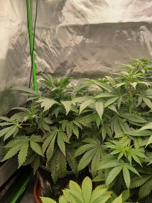 Royal Gorilla/Gushers. Week 7