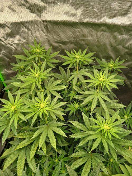 Royal Gorilla/Gushers. Week 8