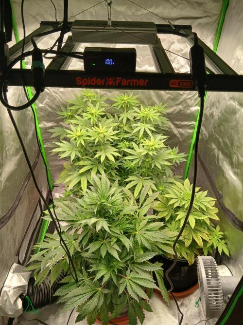 Royal Gorilla/Gushers. Week 8