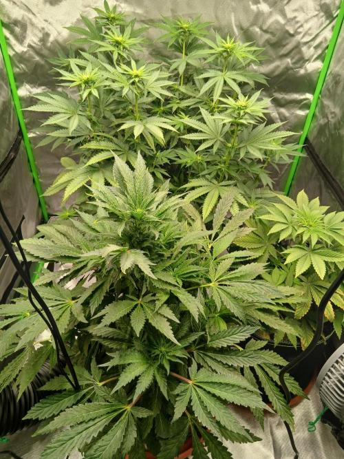 Royal Gorilla/Gushers. Week 8