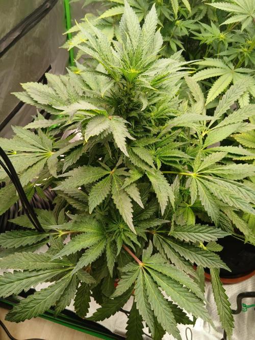 Royal Gorilla/Gushers. Week 8