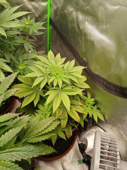 Royal Gorilla/Gushers. Week 8