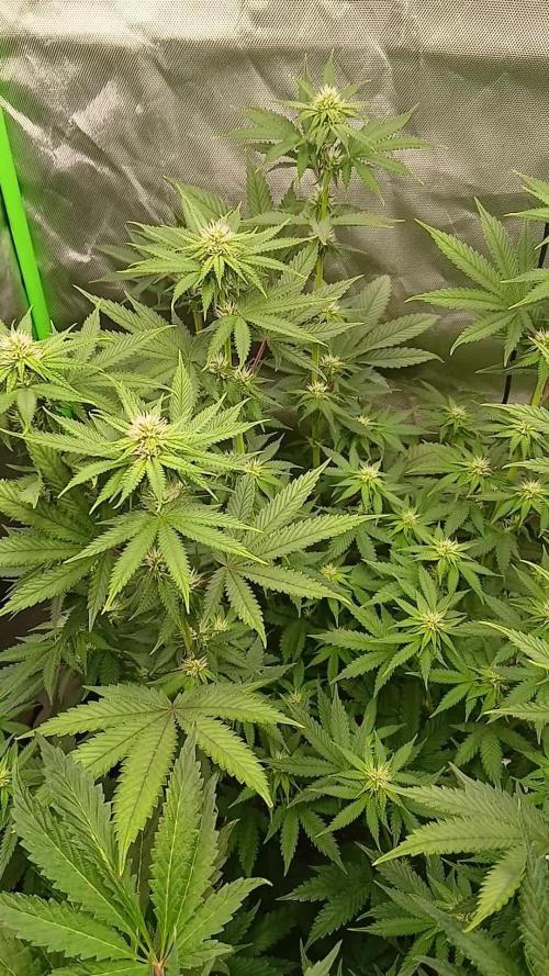 Royal Gorilla/Gushers