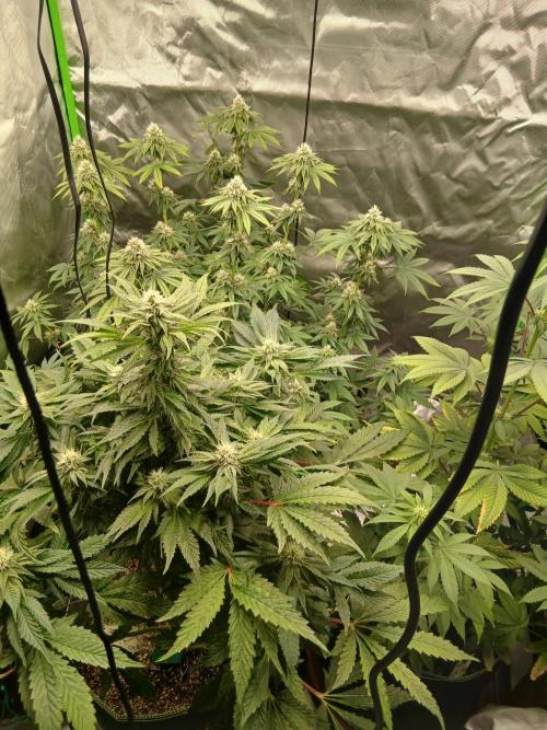 Royal Gorilla/Gushers. Week 10