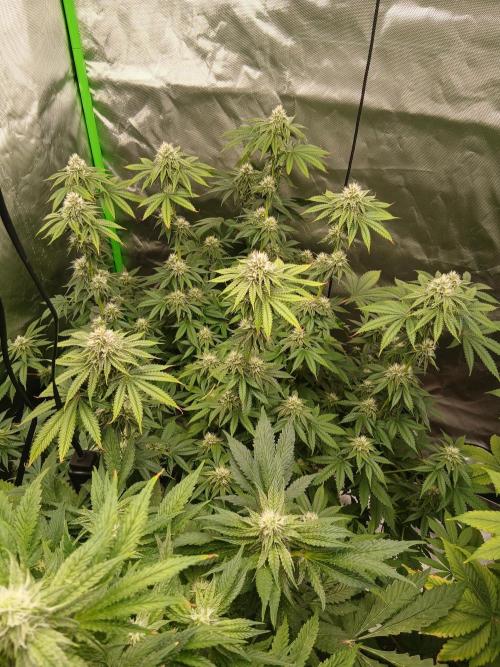 Royal Gorilla/Gushers. Week 10