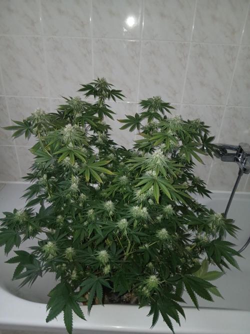 Royal Gorilla/Gushers. Week 10