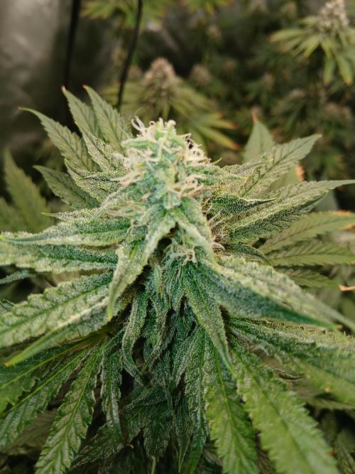 Royal Gorilla/Gushers. Week 11