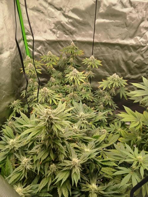 Royal Gorilla/Gushers. Week 11