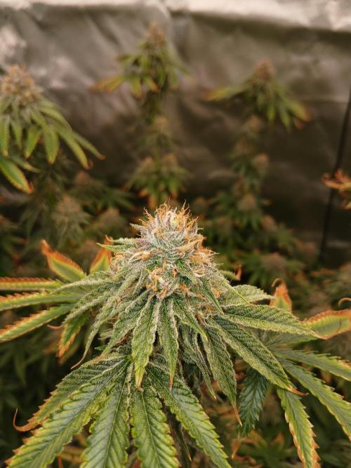 Royal Gorilla/Gushers. Week 12