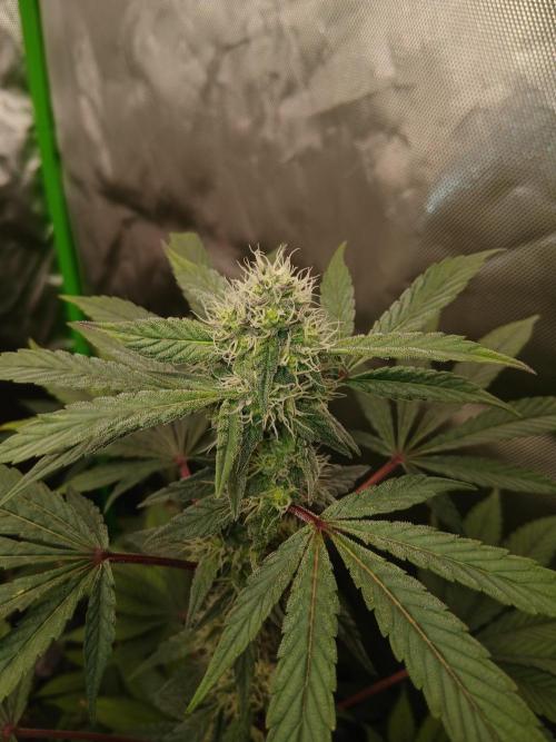 Royal Gorilla/Gushers. Week 12