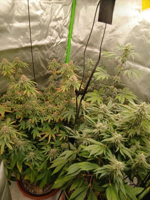 Royal Gorilla/Gushers. Week 12