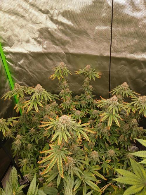 Royal Gorilla/Gushers. Week 12