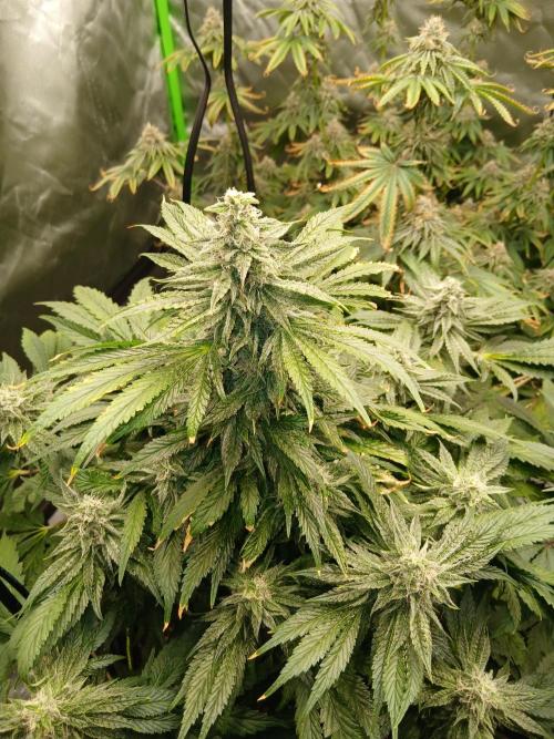 Royal Gorilla/Gushers. Week 12