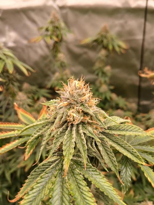 Royal Gorilla/Gushers. Week 12
