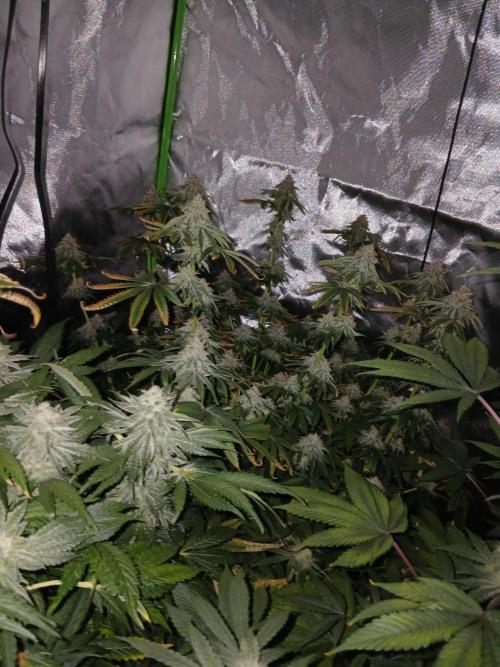 Royal Gorilla/Gushers. Week 12