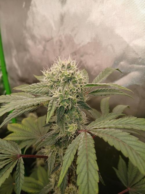 Royal Gorilla/Gushers. Week 13