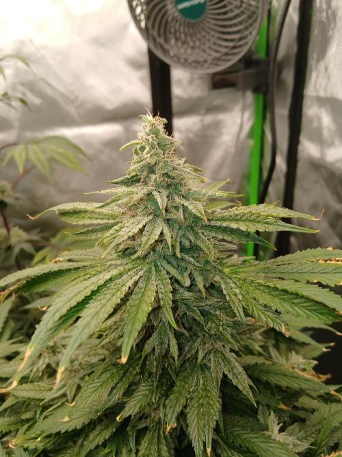 Royal Gorilla/Gushers. Week 13
