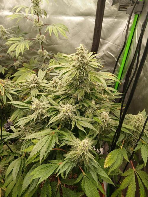 Royal Gorilla/Gushers. Week 13