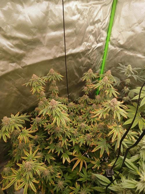 Royal Gorilla/Gushers. Week 13