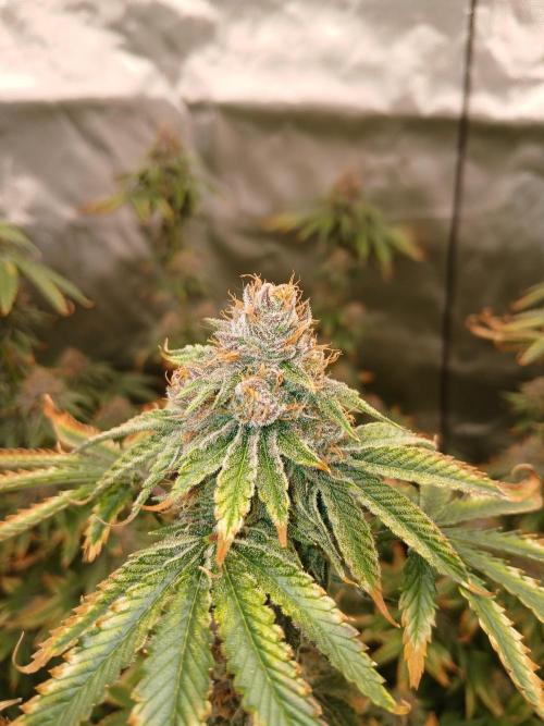 Royal Gorilla/Gushers. Week 13