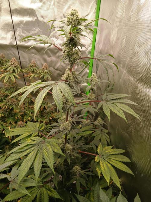 Royal Gorilla/Gushers. Week 13