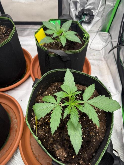 Sommer grow. Week 2