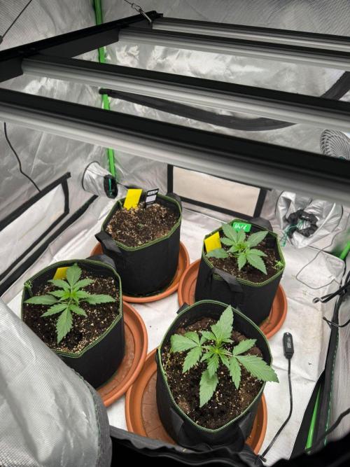 Sommer grow. Week 2
