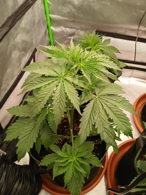 Sommer grow. Week 3 - Blueberry auto
