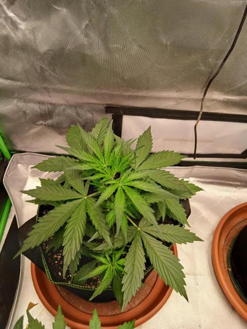 Sommer grow. Week 3 - Blueberry auto