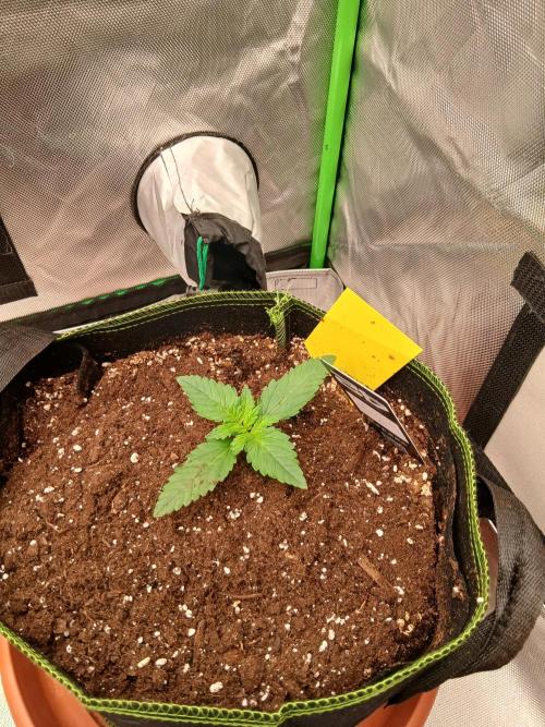 Sommer grow. Week 3 - Tropicanna poisen xl auto
