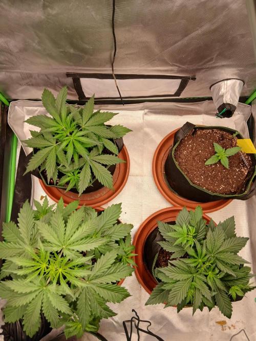 Sommer grow. Week 3
