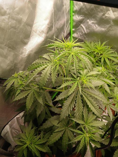 Sommer grow. Week 4