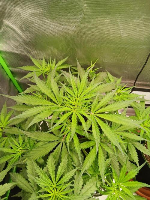Sommer grow. Week 4