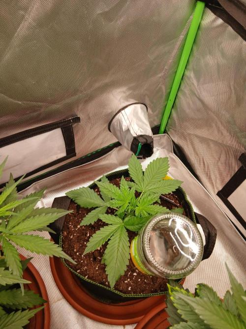 Sommer grow. Week 4