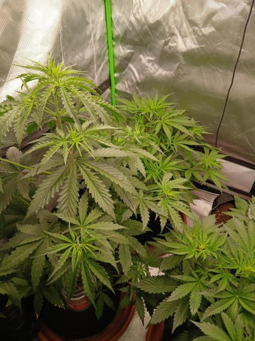 Sommer grow. Week 4