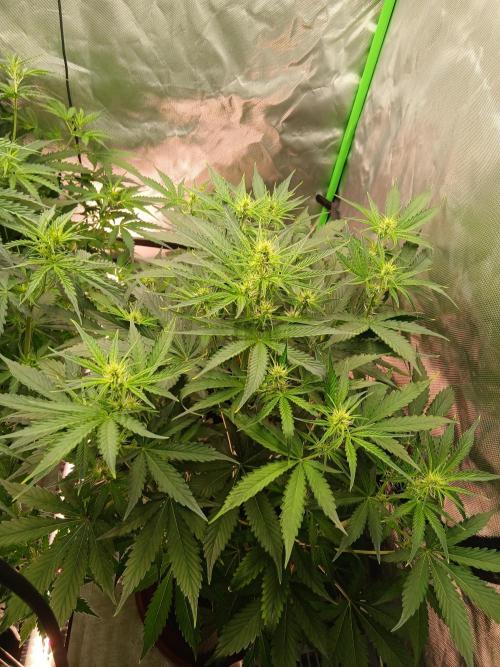 Sommer grow. Week 5