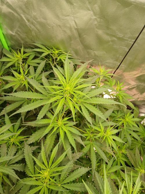 Sommer grow. Week 5