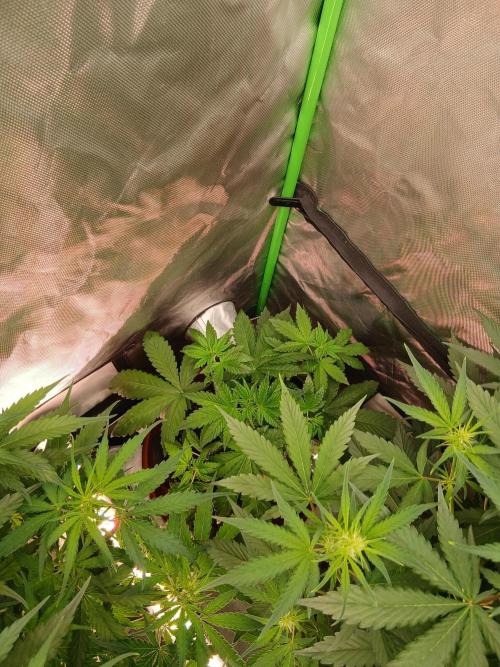 Sommer grow. Week 5
