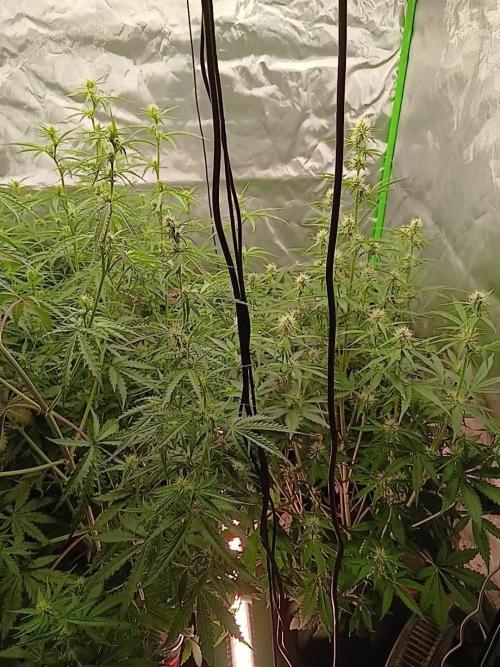 Sommer grow