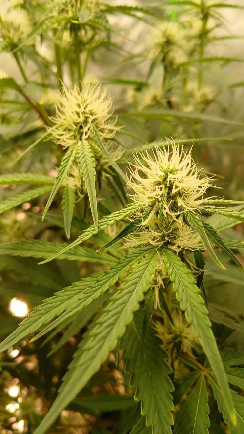 Sommer grow. Week 6