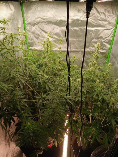 Sommer grow. Week 6