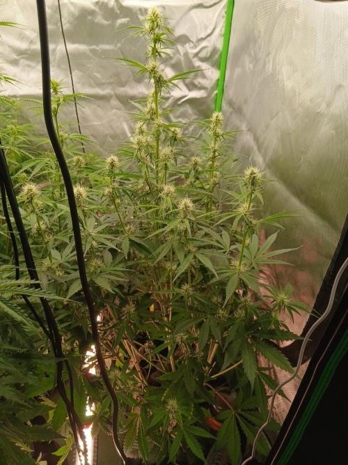 Sommer grow. Week 6