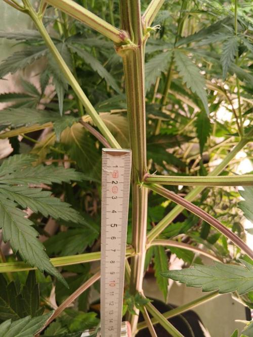 Sommer grow. Week 6