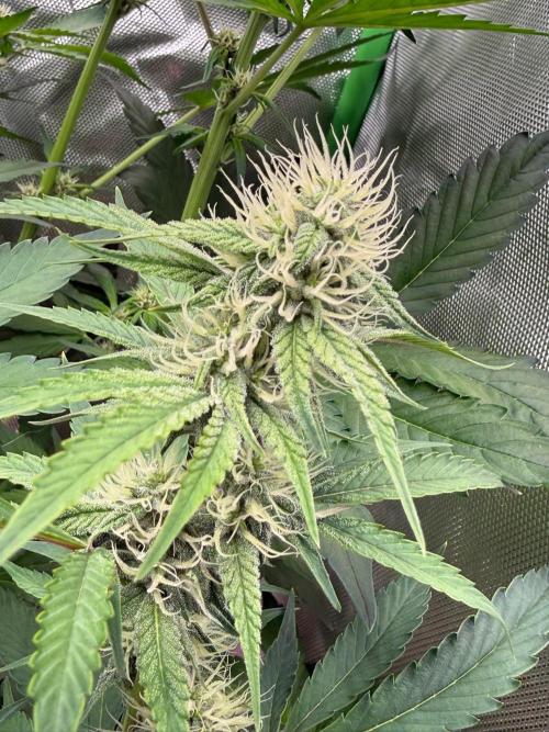 Sommer grow. Week 7
